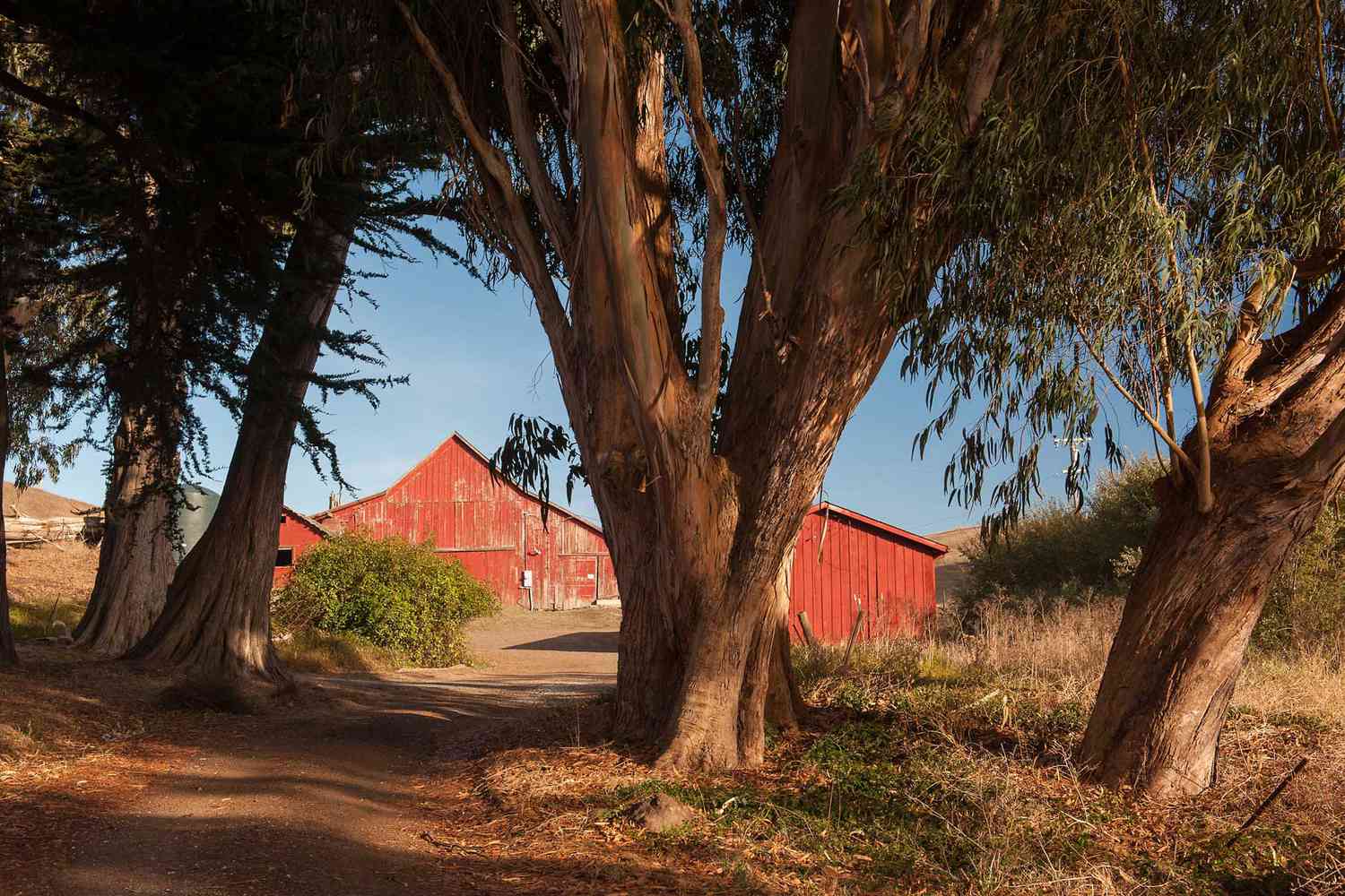 Une grange rouge derrière des arbres en Californie