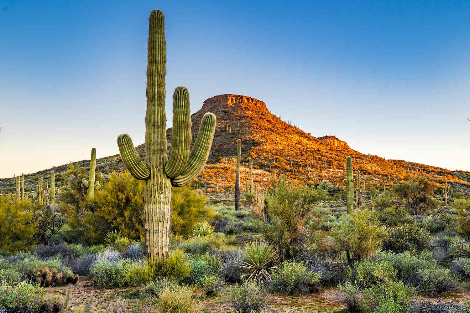 Un Saguaro est seul dans le désert à l'extérieur de Scottsdale, Arizona