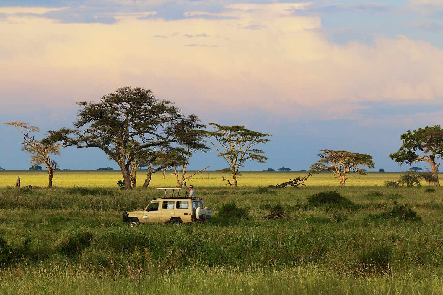 Safari dans le parc national du Serengeti