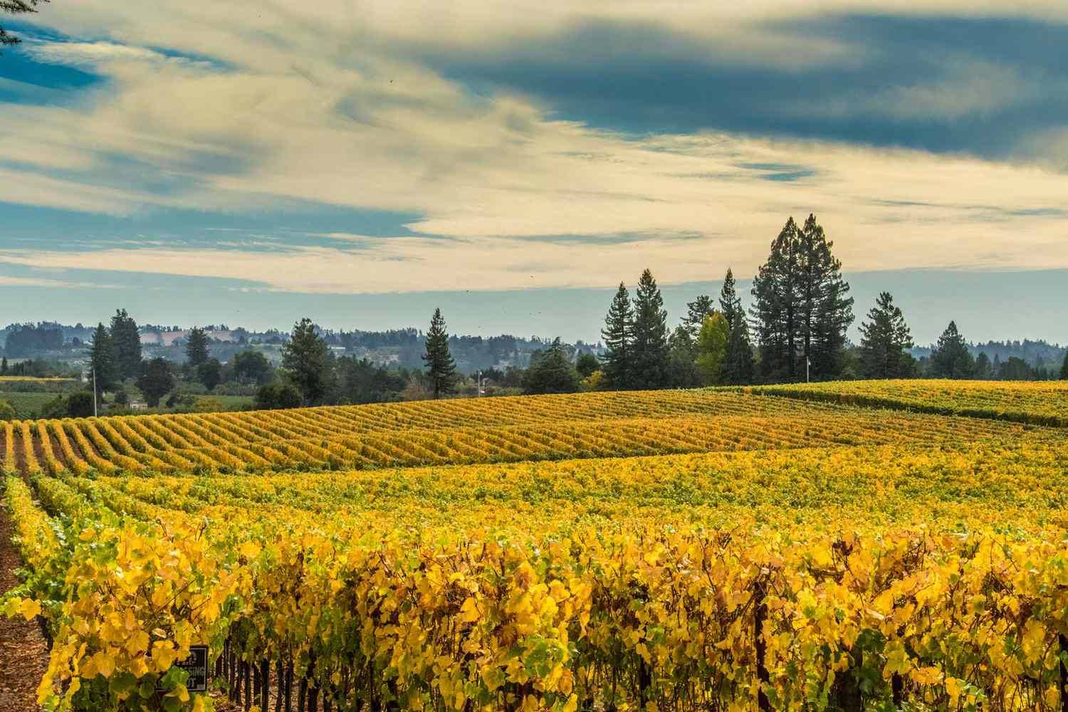 Vignobles d'automne du comté de Sonoma en Californie à Sebastopol CA.