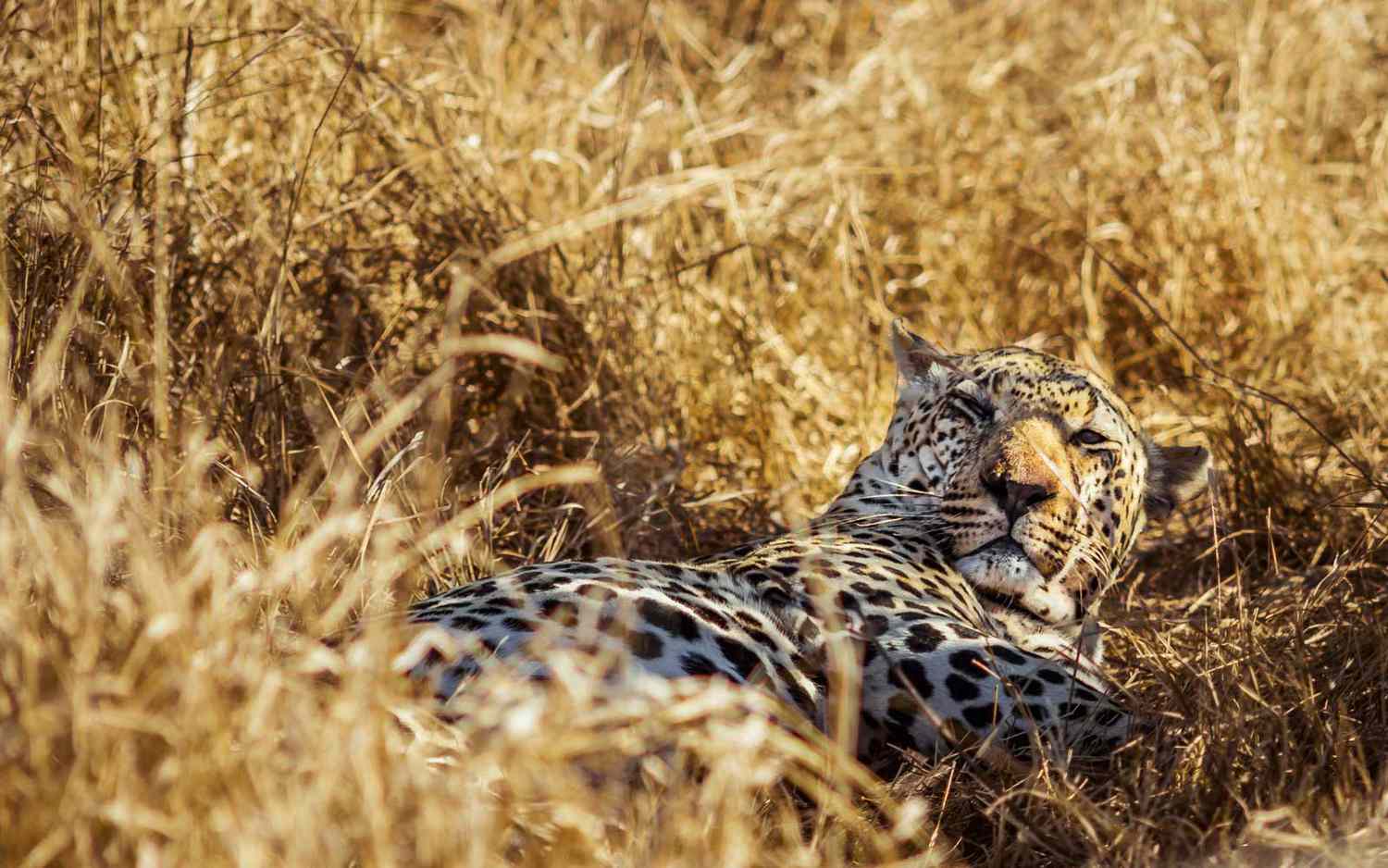 Léopard vu lors d'un safari en Afrique du Sud