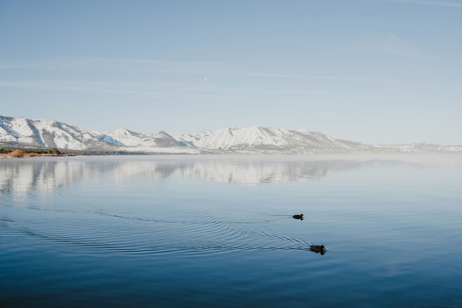 Tôt le matin, vue sur le lac Tahoe et les montagnes avec des canards nageant en hiver