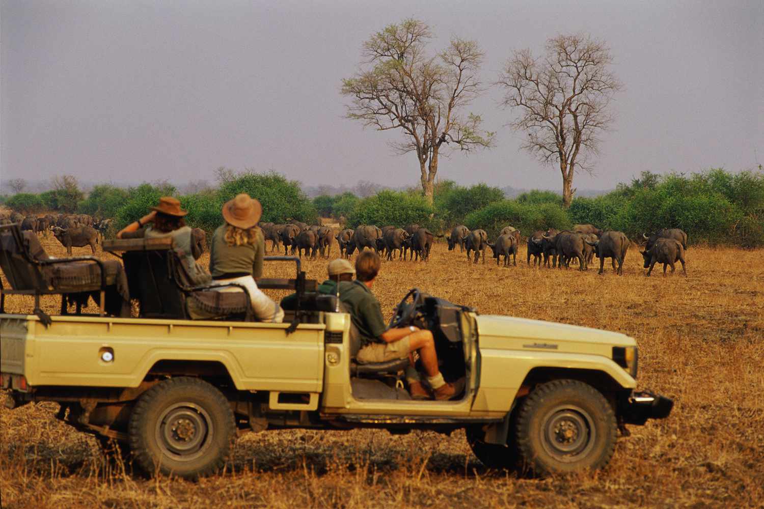 Un safari dans le parc national de South Luangwa, en Zambie