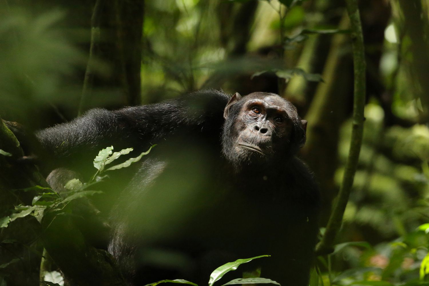 Chimpanzé regardant un arbre - Forêt de Kibale, Ouganda