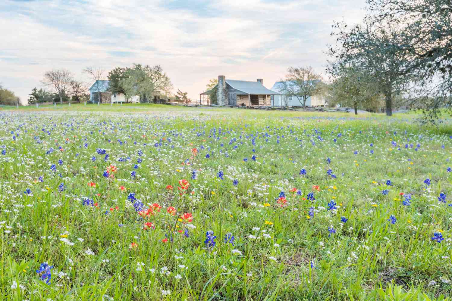 Champ de fleurs sauvages en fleurs avec des fermes au loin dans le comté de Washington, Texas