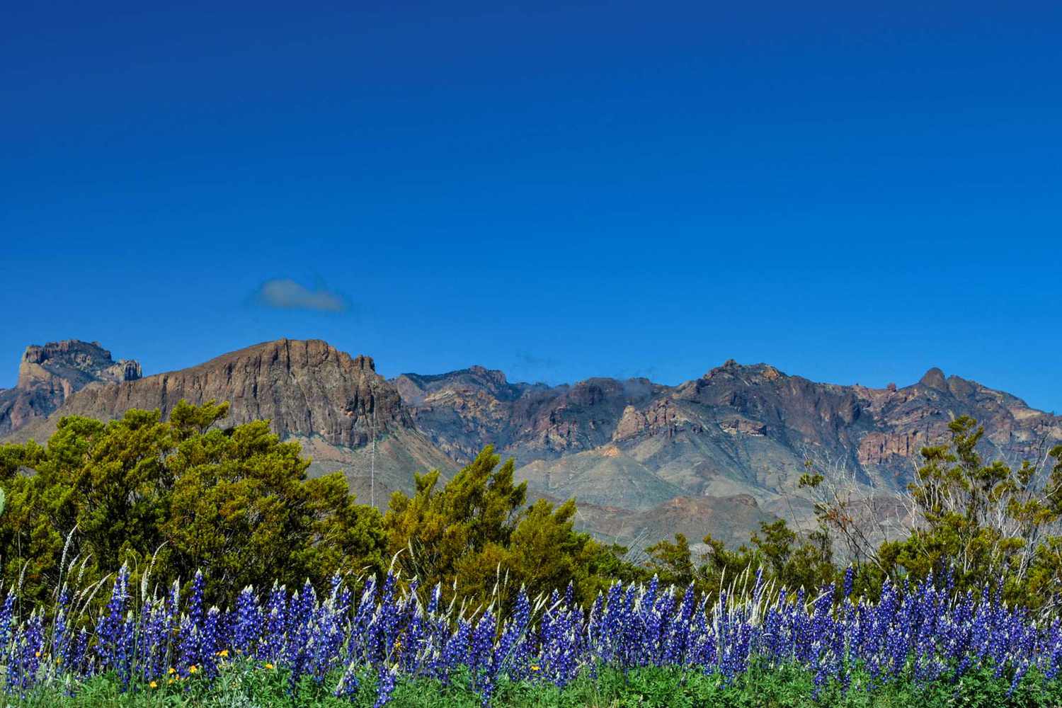 Bluebonnets fleurissant dans le désert avec les montagnes Chisos en arrière-plan.  Parc national de Big Bend, Texas.