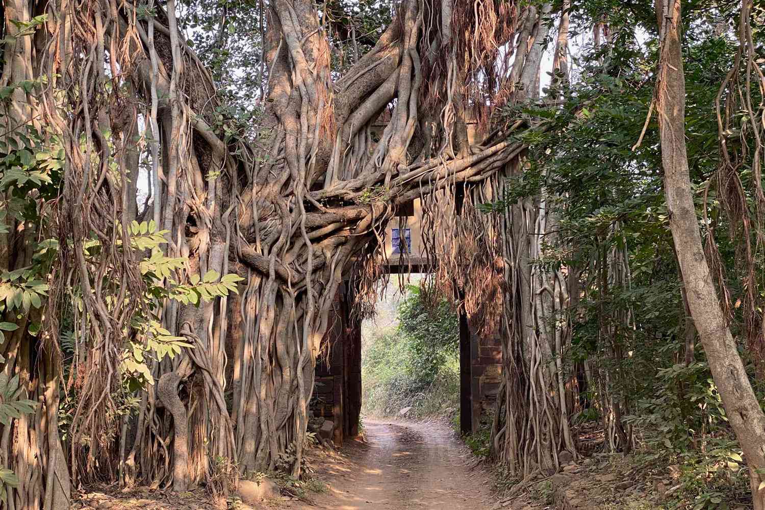 Un chemin forestier en Inde vu lors d'une tournée avec Greaves India, élu l'un des meilleurs voyagistes au monde