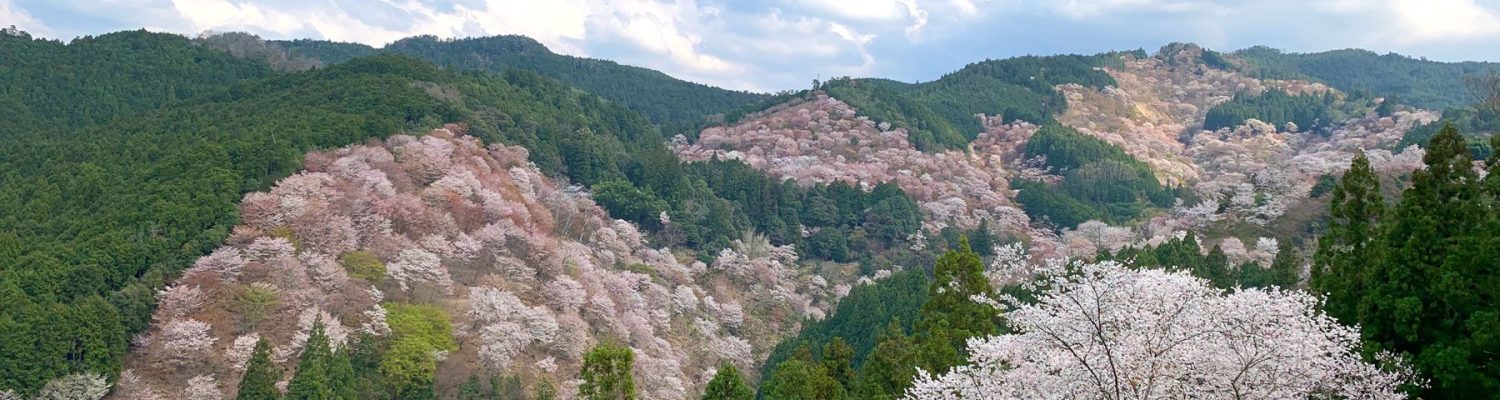 1661679382_yoshino-sakura-cherry-blossoms-japan-JAPANSITES0621-9fa7a22d0d1240fcbbe5d1b995e42c43.jpg