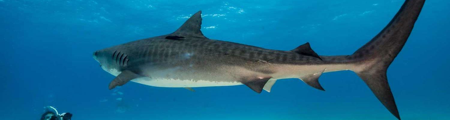 tiger-sharks-grand-bahama-island-SHARKS0421-41e8721433a6419aa5151100e44309fa.jpg