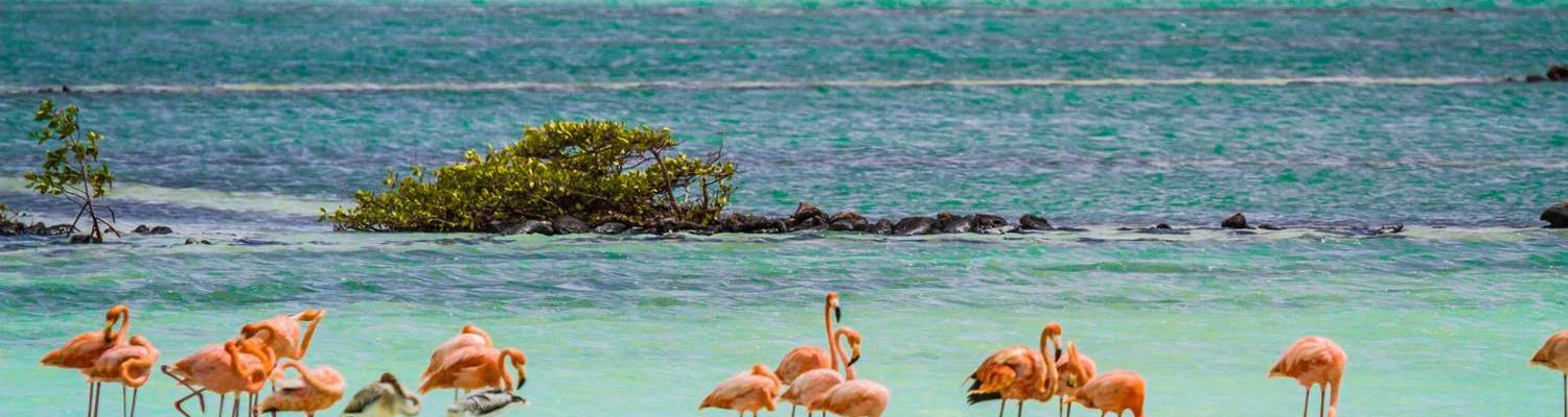 bonaire-flamingo-sanctuary-salt-mountains-2000-1efe6190e0904163809e0b75492ea996.jpg