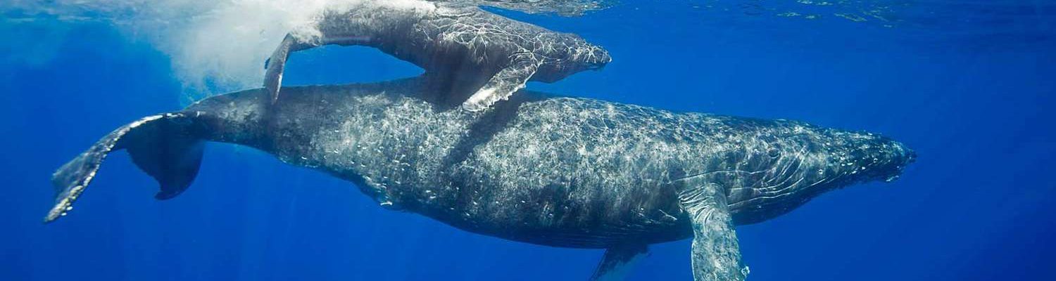 humpback-whale-breeding-MAUIWHALES1219-921f11498a2b4ab599ebe33a4b4e7443.jpg